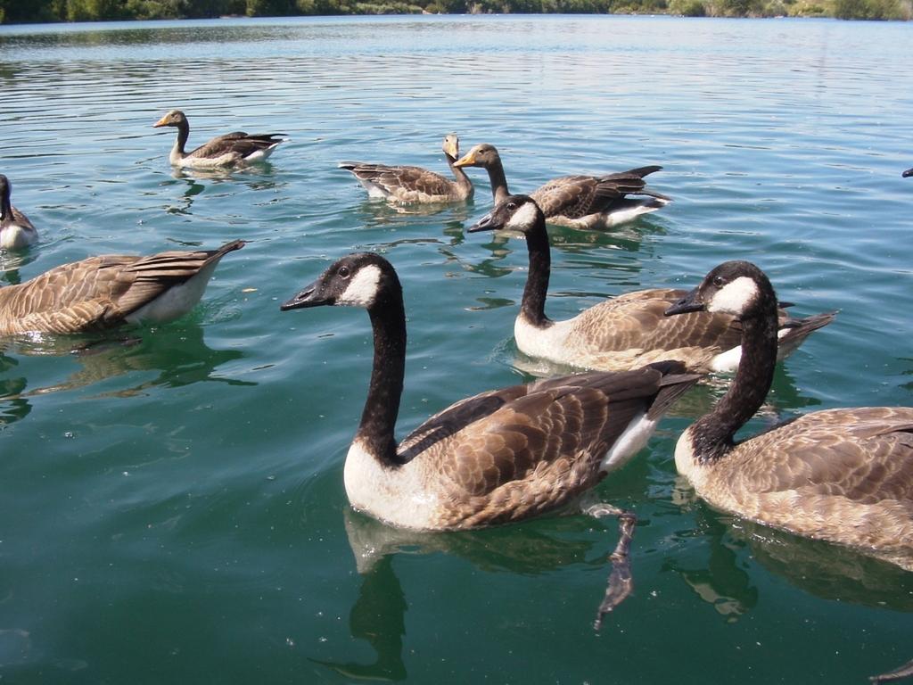 B&B Am See Koeln - Privatzimmer Kamer foto